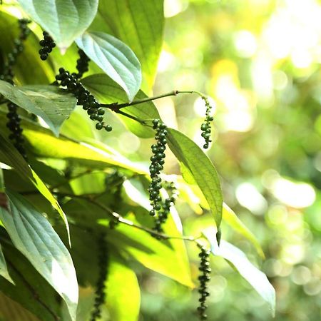 Spice Valley Home Stay & Tree House Munnar Exteriör bild