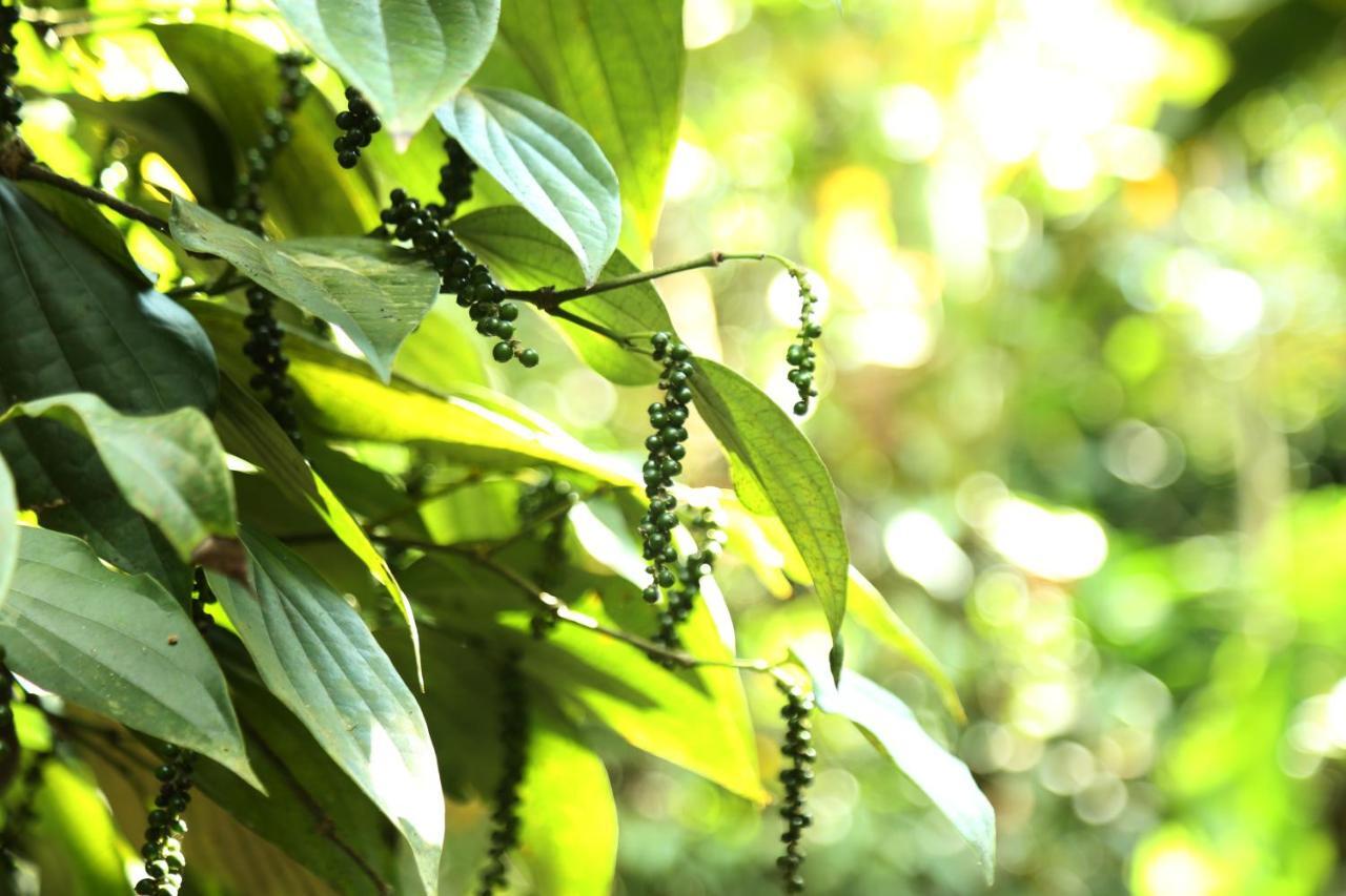 Spice Valley Home Stay & Tree House Munnar Exteriör bild